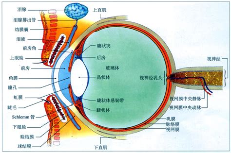 眼睛是什麼|人類眼睛